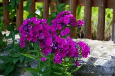 DSC03494.webp