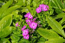 DSC03496.webp