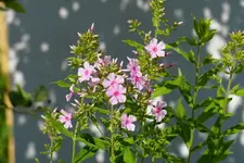 DSC03497.webp
