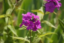 DSC03499.webp