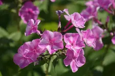DSC03501.webp