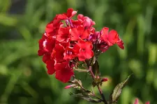 DSC03506.webp