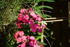 DSC03507.webp
