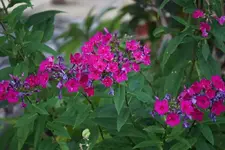 DSC03508.webp