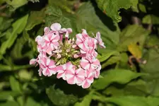 DSC03509.webp