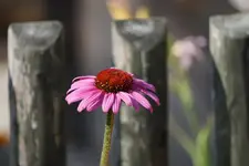 DSC03511.webp