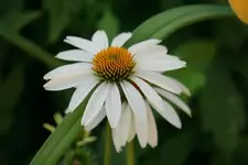 DSC03513.webp