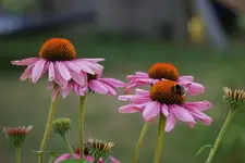 DSC03515.webp