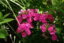 DSC03516.webp