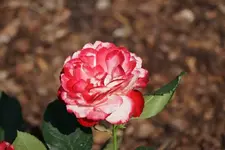 Blumenstadt Tulln (1).webp