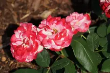 Blumenstadt Tulln (2).webp