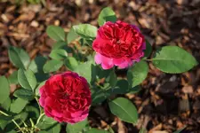 DSC03460.webp