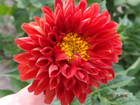 DSCF7141l.webp