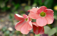 pink (10).webp