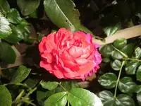 Bilda010.webp