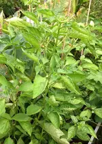Chili Aji Franco 1.webp