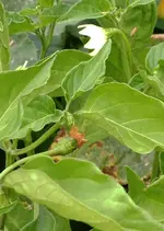 Chili Aji Franco 2.webp
