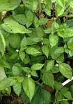 chili Pi 439452 Red.webp