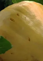 Kürbis Krähen.webp