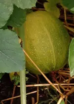 Spagettikürbis.webp