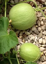 Melonen 2.webp