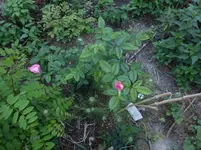 P1470453.webp