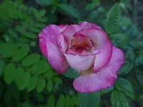 P1470455.webp