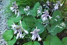 DSCF2242 (2).webp