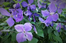 DSCF2278 (2).webp