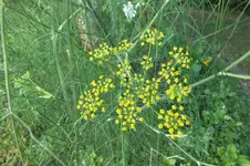 DSCF2238.webp