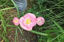 DSCF2146 (2).webp
