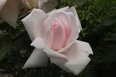 DSCF2174.webp