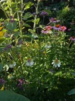 DSCN2954.webp