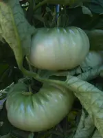 DSCN2965.webp