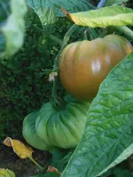 DSCN2967.webp
