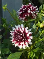 DSCN2955.webp