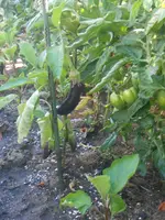 DSCN2963.webp
