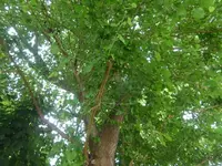 P1430720.webp