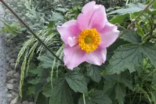 DSCF2330.webp