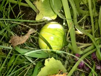 IMG_20150721_101119.webp