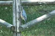 DSCF2286.webp