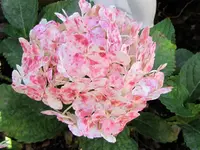 IMG_6610v.webp