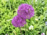 Bilda015.webp