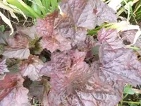Bilda050.webp