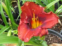 mahagoni magic_1024x768.webp