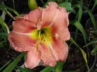 taunus pink lover vielleicht_1024x768.webp