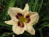 thunder patch_1024x768.webp