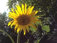 image.webp