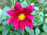 image.webp