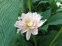 image.webp
